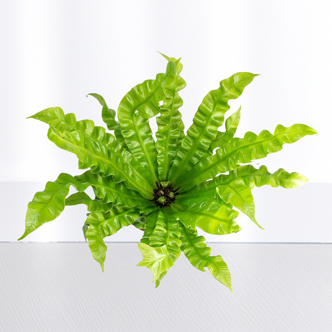 Asplenium Nidus Curly Leaves